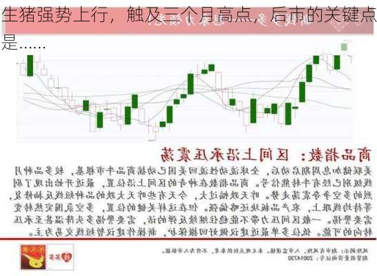 生猪强势上行，触及三个月高点，后市的关键点是……