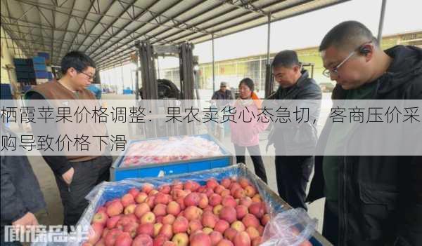 栖霞苹果价格调整：果农卖货心态急切，客商压价采购导致价格下滑