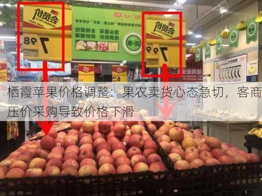 栖霞苹果价格调整：果农卖货心态急切，客商压价采购导致价格下滑