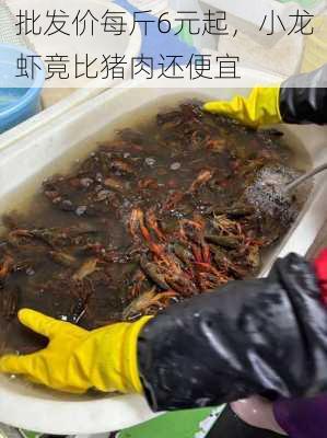 批发价每斤6元起，小龙虾竟比猪肉还便宜