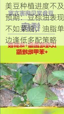 美豆种植进度不及预期：豆棕油表现不如菜油，油脂单边逢低多配策略