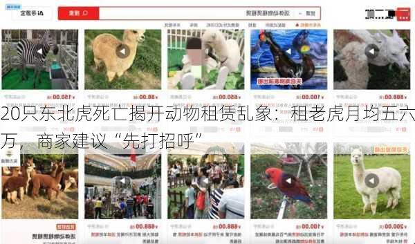 20只东北虎死亡揭开动物租赁乱象：租老虎月均五六万，商家建议“先打招呼”