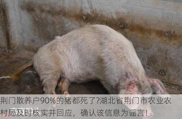 荆门散养户90%的猪都死了?湖北省荆门市农业农村局及时核实并回应，确认该信息为谣言！