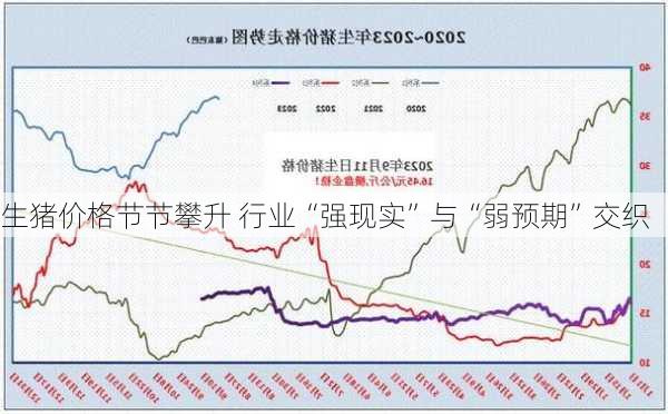 生猪价格节节攀升 行业“强现实”与“弱预期”交织